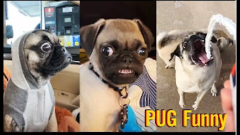 Funny video of Dogs 2021 |Pug Funny Moments - Cute Dog Videos | Pets Funny