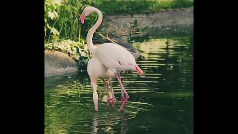 Hewan Flamingo Kemesraan yang bikin iri