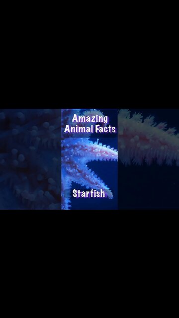 ⭐️ Amazing Animal Facts Starfish #shorts #facts #quiz #education #learning