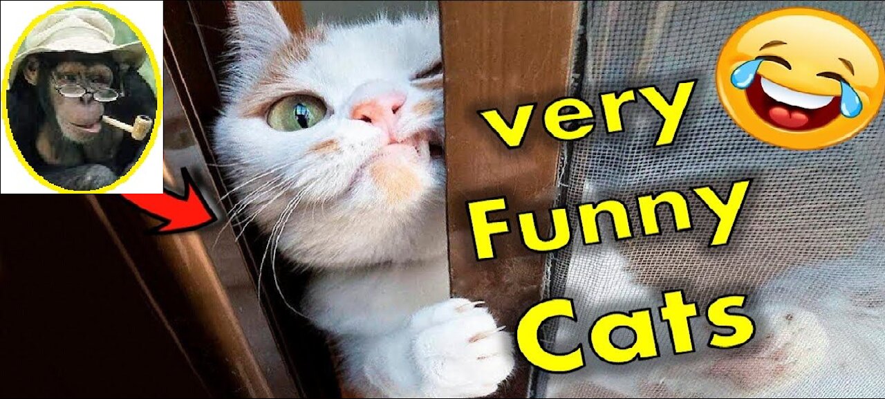 Funny Cats Enjoy || Funny Pets || Cute Pets || @funnyanimalsstv