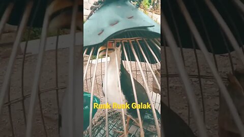 Ruak Ruak Galak