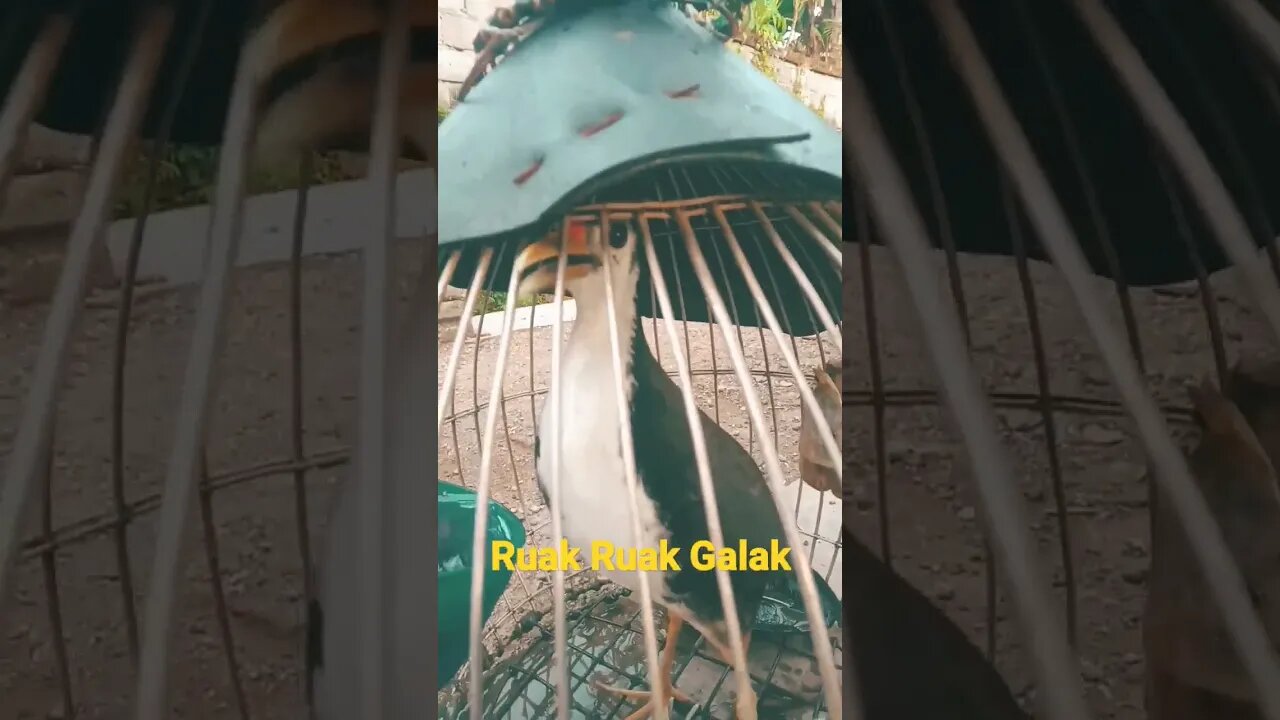 Ruak Ruak Galak