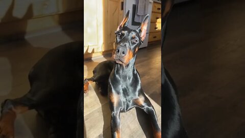 BEAUTIFUL DOG: like this video if you think this dog is beautiful...#SHORTS