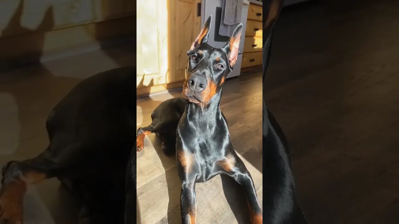 BEAUTIFUL DOG: like this video if you think this dog is beautiful...#SHORTS