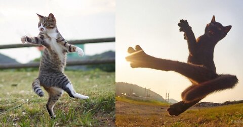 Martial Arts Master Funny Fighting Cat - Only in Brazil