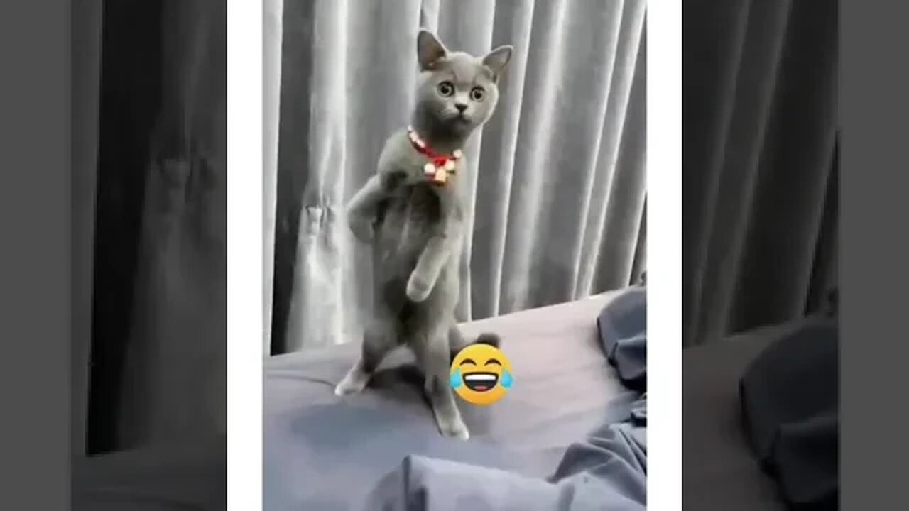 Best Funny Animals videos of the 2022 try not to laugh 🤣🤣🤣