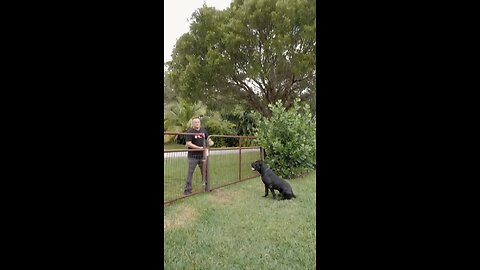 Dog Training