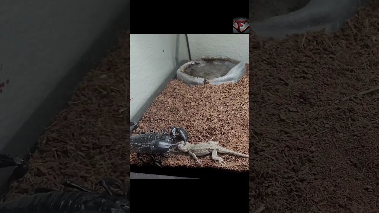 Heterometrus Scorpion Vs Lizard #shorts #animals #vs
