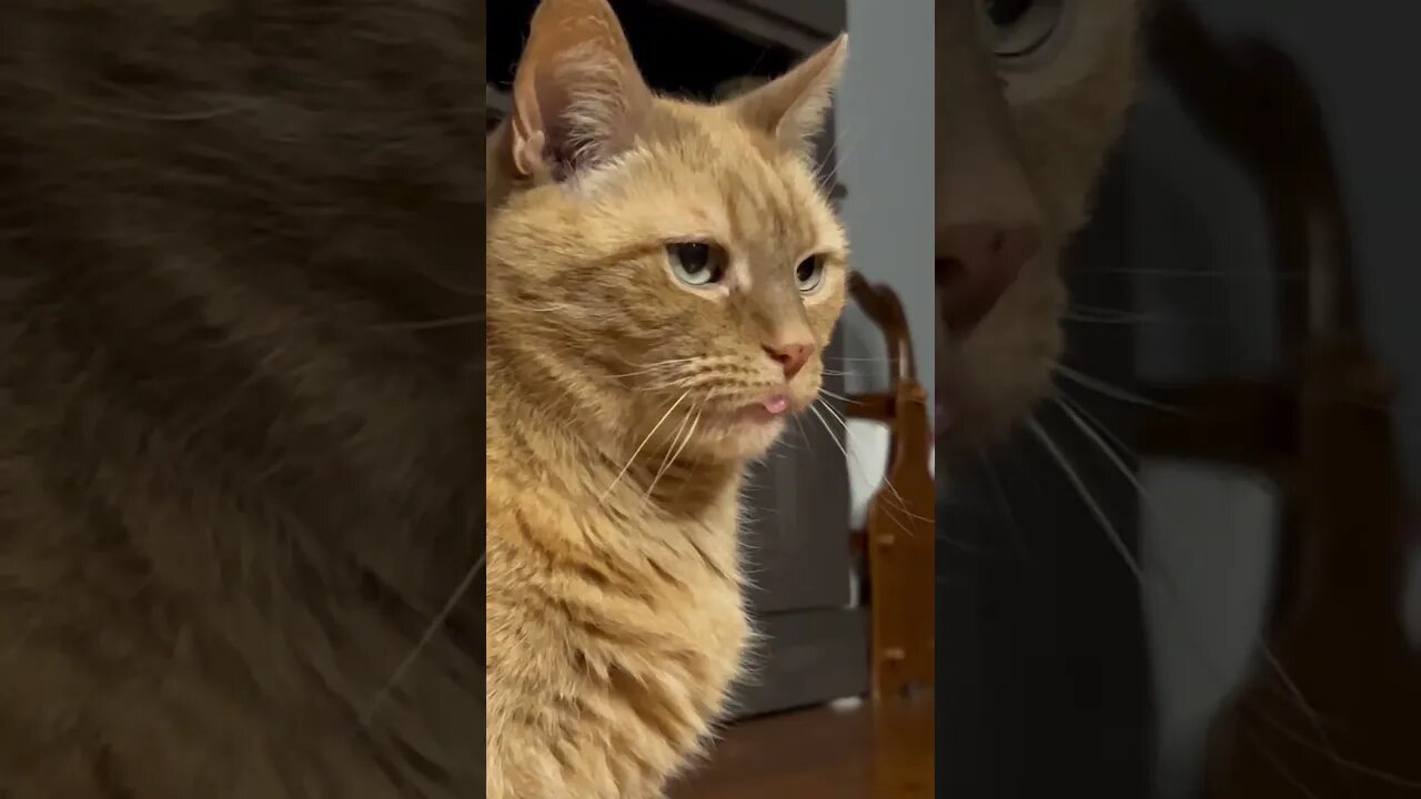 My Cat Really Said 😛 #blep