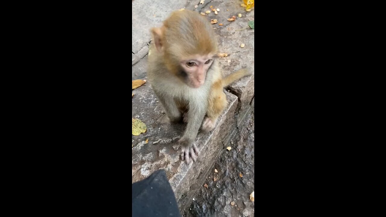 Monkey