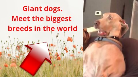 Giant dogs. Meet the biggest breeds in the world