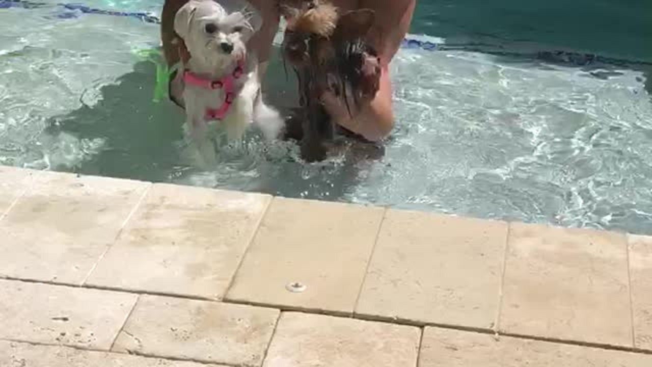 Dog Standing In Shallow Waters Swims For Its Life