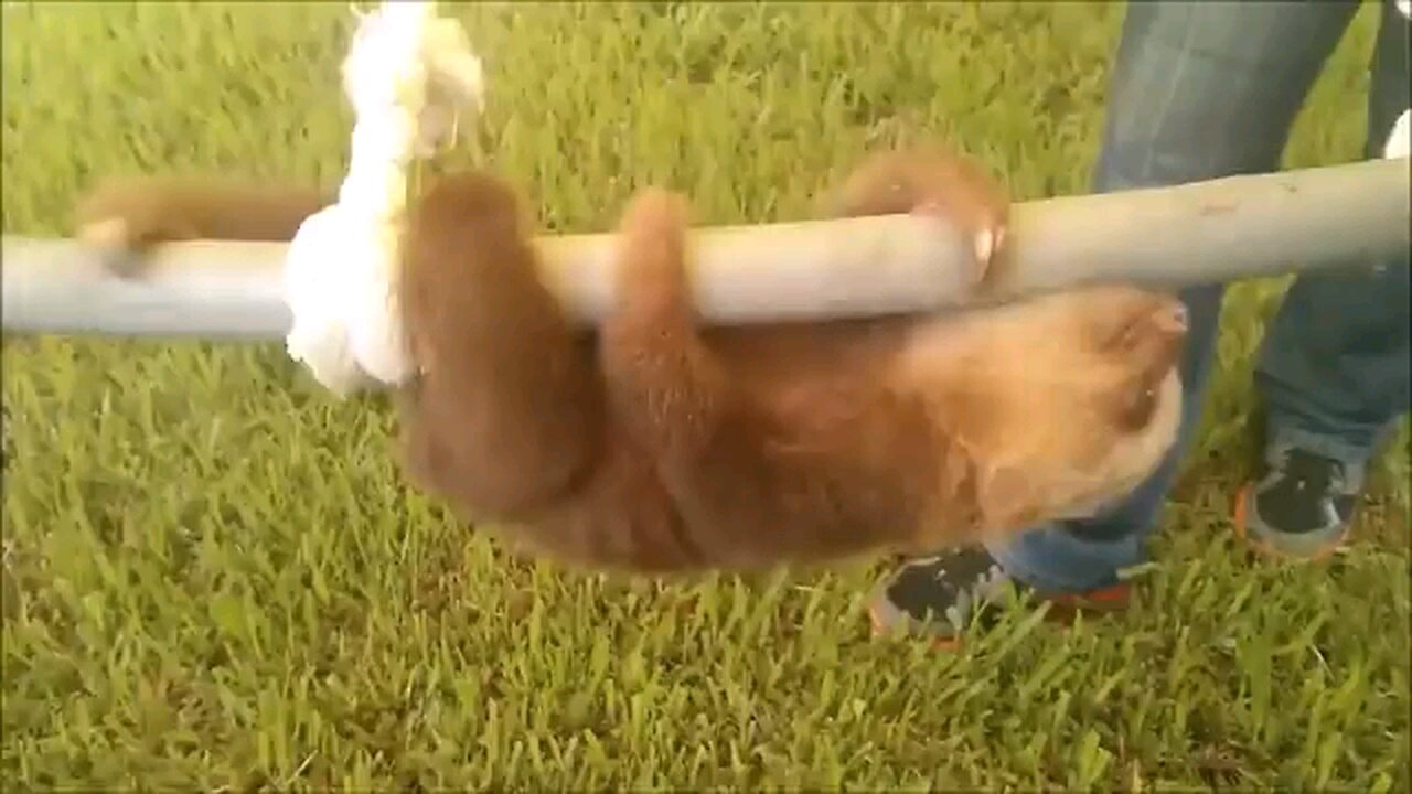 kangaroo