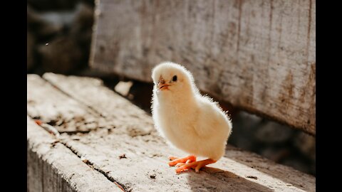 Playing from chicken chicks