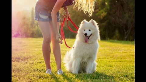 Trained white Fluffy Dog