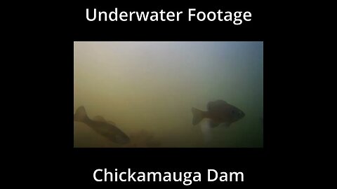 Underwater at the Dam