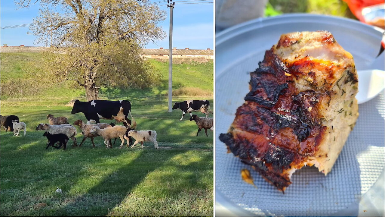 As I was at the ranch: cows, sheep, goats... BBQ!