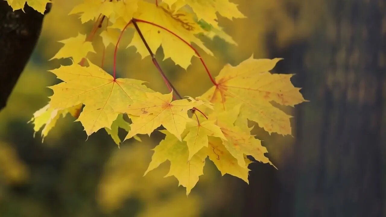 4K Autumn Leaves Drone Aerial View Free Stock Footage Free HD Videos No Copyright