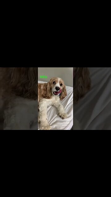 [Shorts 0069] MILO [#dogs #doggos #doggies #puppies #dogdaycare]
