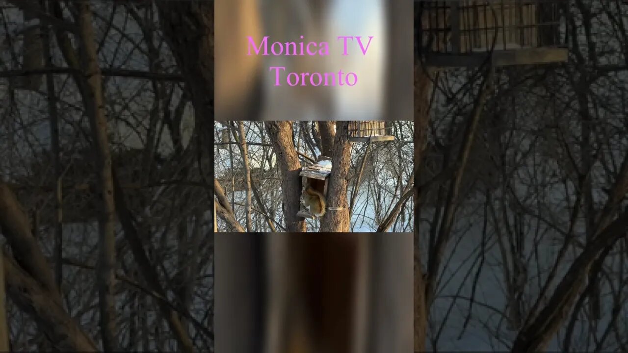 Hello👋 from Monica TV Toronto