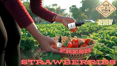 Seed & Strain Fresh Strawberries Tincture Review