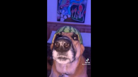 Dog with a watermelon head