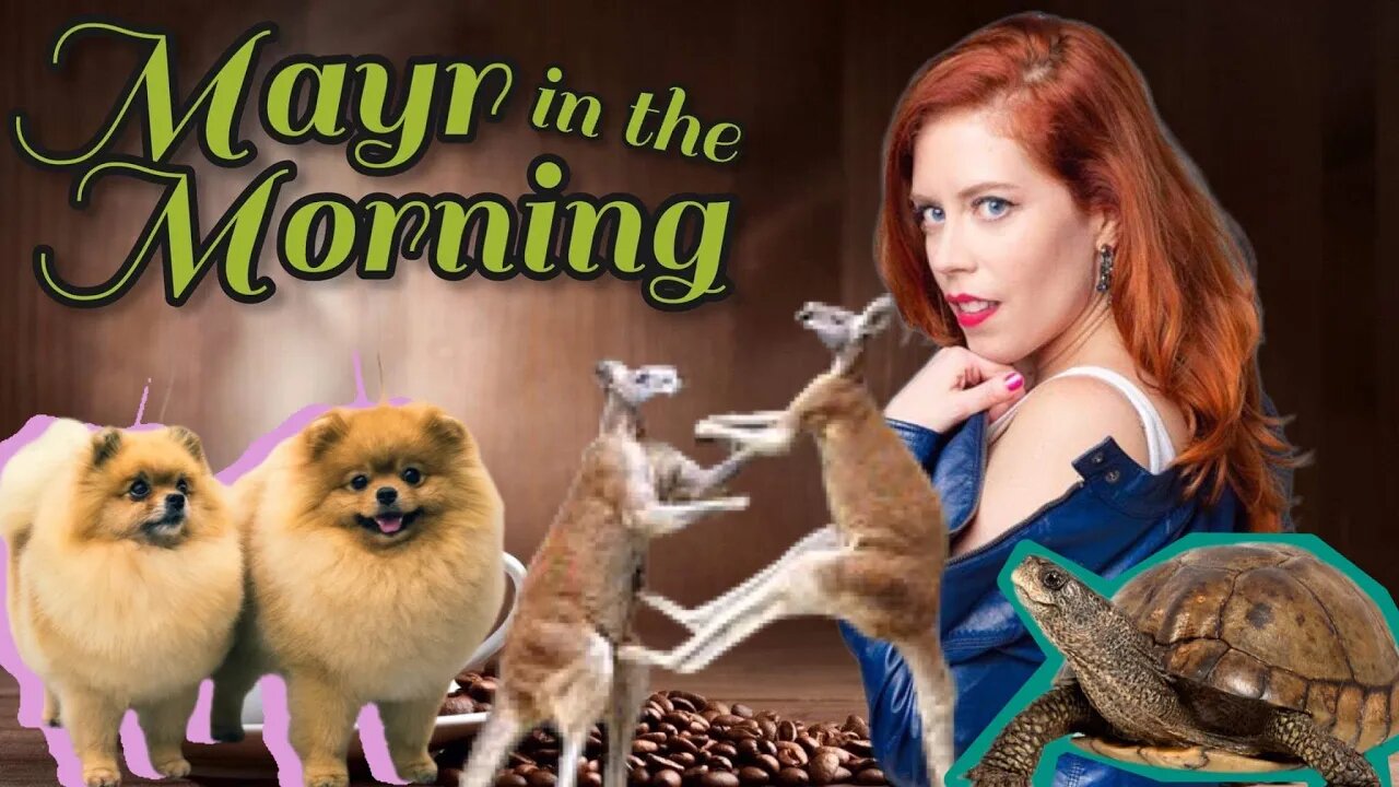 Chrissie Mayr in the Morning! International Dog Day! Turtle Trafficking! Kangaroo Fight! NYC Looting