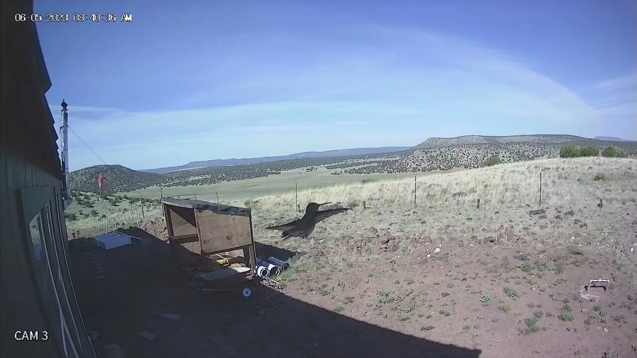 Hummingbird poses for camera