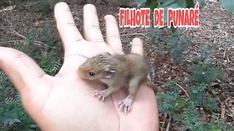 Filhote de punaré