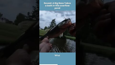 Reveal, a big bass takes a bath in the overflow pond #giantbass #bankfishing #shorts