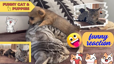 Funny Cat Reaction to Puppies #cuteanimal#funny#cat#puppies#hastags#shorts@2024