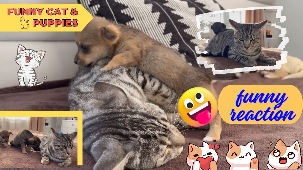 Funny Cat Reaction to Puppies #cuteanimal#funny#cat#puppies#hastags#shorts@2024