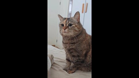 Cute Cat meowing part 3 "