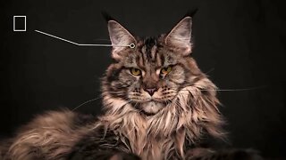 The BIGGEST CAT BREEDS In The World