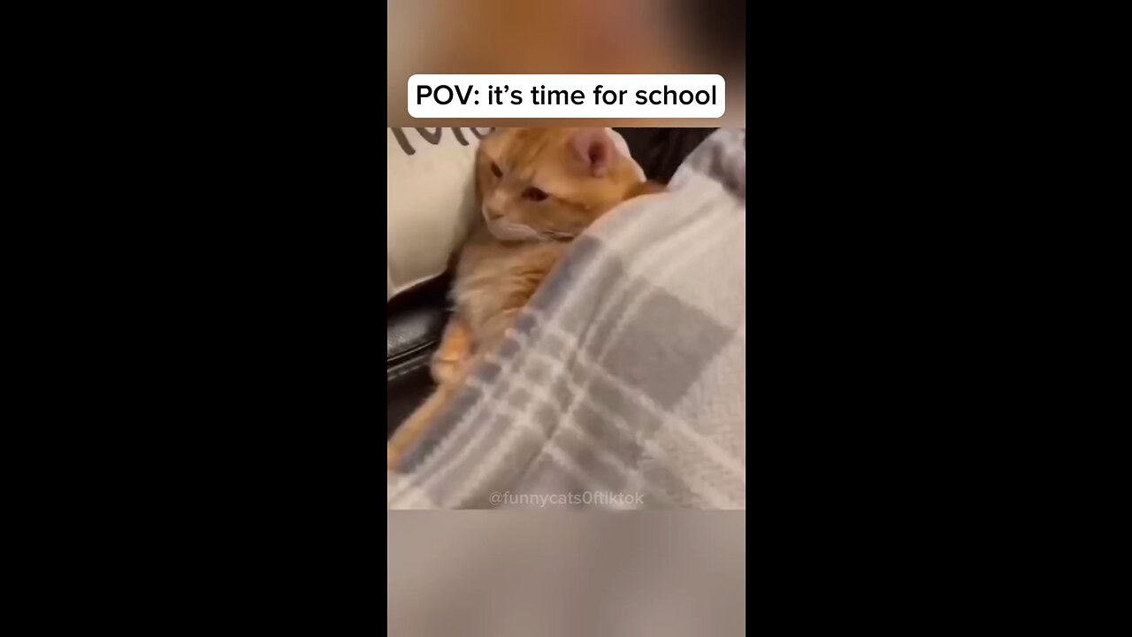 funny cats of rumble