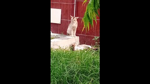 Cute 2 cat funny video