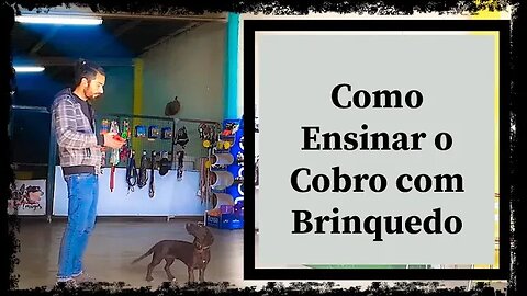 Treinar o Seu Cão para Buscar: Como Ensinar o Cobro