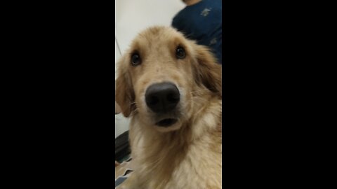 cute puppy eating