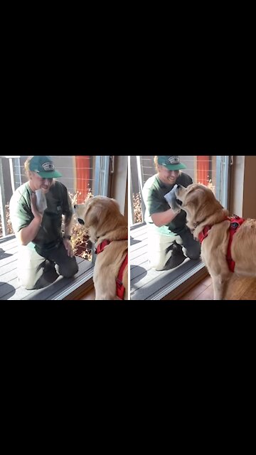 Hard-working doggy "helps" owner clean the windows