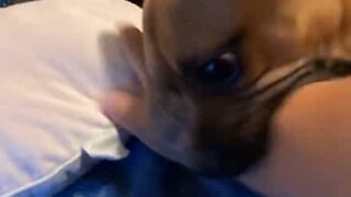 Ce chien protecteur ne laisse personne s'approcher du bébé