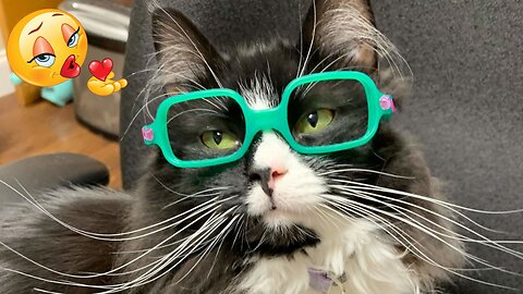 "Meow-deling the Hottest Fashion Trends: Cats Love It ❤️❤️❤️ Part 44