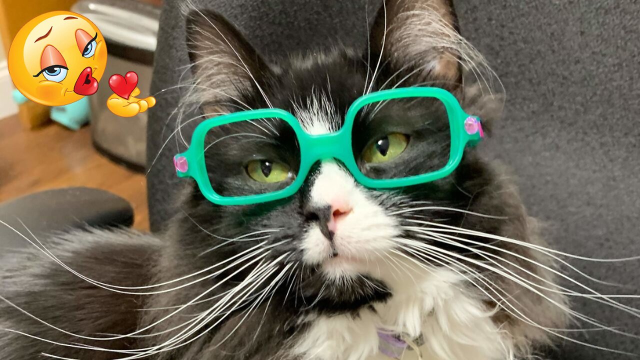 "Meow-deling the Hottest Fashion Trends: Cats Love It ❤️❤️❤️ Part 44