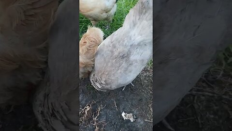 #chickens Being Happy