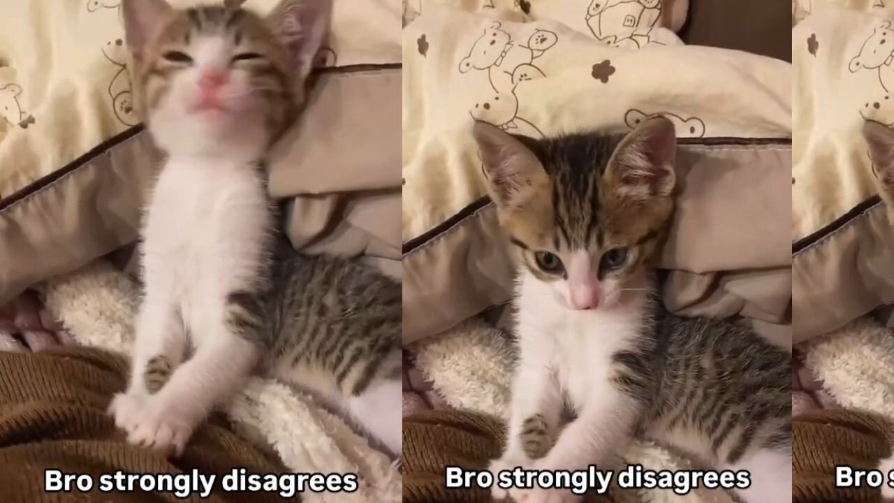 Bro Strongly Disagree 😂🙏 Funny Cat Moments 😹 Lovely 😍🌹 Cats 💗