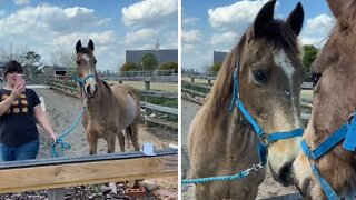 Priceless footage of horse's first encounter with a mirror