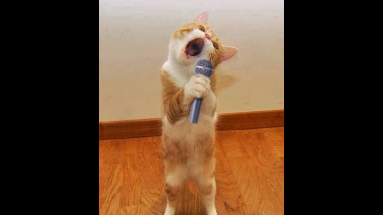 Cute Pets And Fuune Animals Compilateon#1