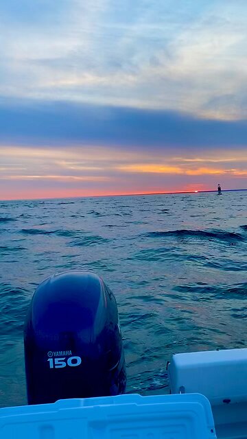 Dolphins in the Race!!