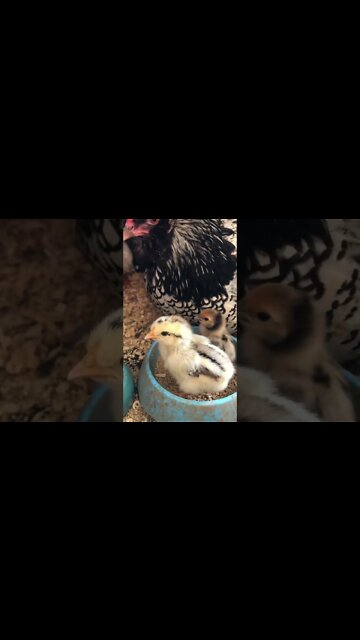 Older chicks join family of baby chicks
