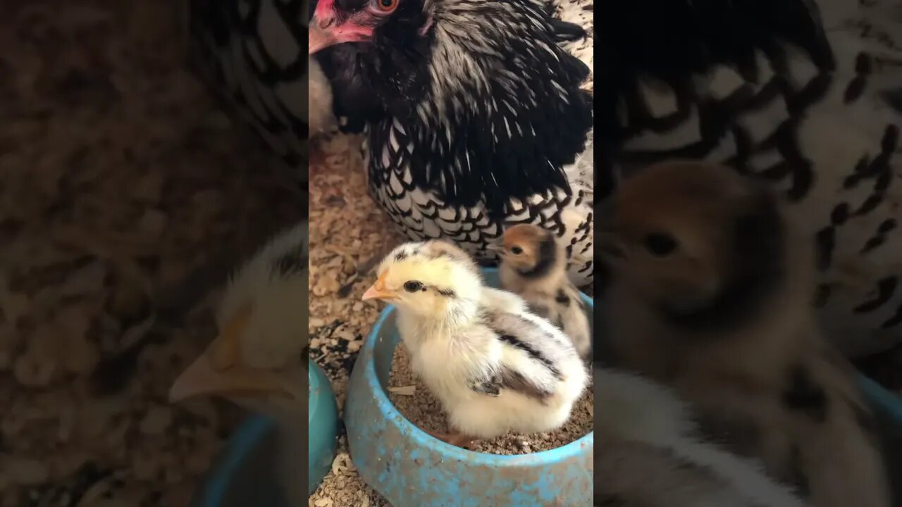 Older chicks join family of baby chicks