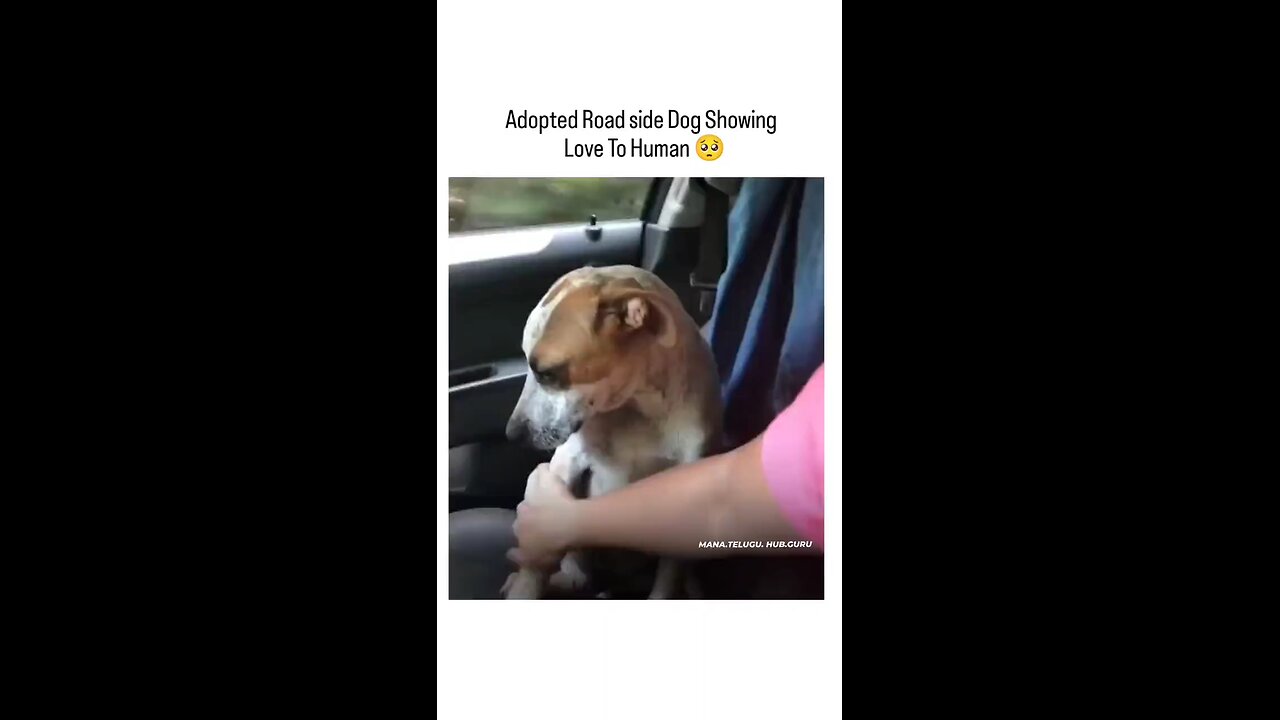 Street Dog cries after being adopted 🥺